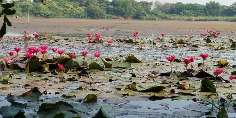 Gavier Lake, Surat, Gujarat - Vushii.com Gavier Lake, Surat, Gujarat - Vushii.com